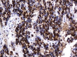 GLB1 Mouse anti-Canine, Human, Clone: OTI1C9, liquid, TrueMAB 100 &mu;L;