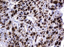 GLB1 Mouse anti-Canine, Human, Clone: OTI1C9, lyophilized, TrueMAB 100