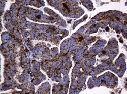 GLB1 Mouse anti-Canine, Human, Clone: OTI1C9, lyophilized, TrueMAB 100