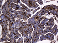 GLB1 Mouse anti-Canine, Human, Clone: OTI1C9, liquid, TrueMAB 100 &mu;L;