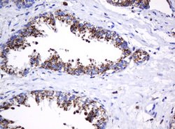GLB1 Mouse anti-Canine, Human, Clone: OTI1C9, lyophilized, TrueMAB 100