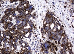 GLB1 Mouse anti-Canine, Human, Clone: OTI1C9, lyophilized, TrueMAB 100