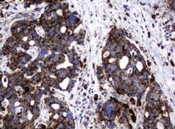 GLB1 Mouse anti-Canine, Human, Clone: OTI1C9, liquid, TrueMAB 100 &mu;L;