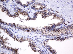 GLB1 Mouse anti-Canine, Human, Clone: OTI1C9, lyophilized, TrueMAB 100