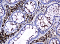 GLB1 Mouse anti-Canine, Human, Clone: OTI1C9, lyophilized, TrueMAB 100
