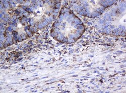 GLB1 Mouse anti-Canine, Human, Clone: OTI1C9, lyophilized, TrueMAB 100