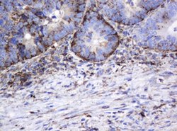 GLB1 Mouse anti-Canine, Human, Clone: OTI1C9, liquid, TrueMAB 100 &mu;L;