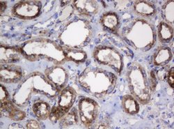 GLB1 Mouse anti-Canine, Human, Clone: OTI1C9, lyophilized, TrueMAB 100