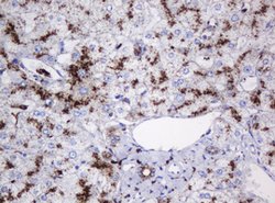 GLB1 Mouse anti-Canine, Human, Clone: OTI1C9, lyophilized, TrueMAB 100