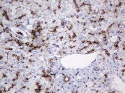 GLB1 Mouse anti-Canine, Human, Clone: OTI1C9, liquid, TrueMAB 100 &mu;L;