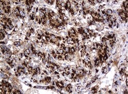 GLB1 Mouse anti-Canine, Human, Clone: OTI1C9, lyophilized, TrueMAB 100