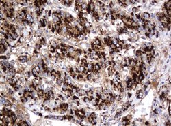 GLB1 Mouse anti-Canine, Human, Clone: OTI1C9, liquid, TrueMAB 100 &mu;L;