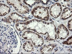 GLB1 Mouse anti-Human, Clone: OTI2F6, liquid, TrueMAB 100 &mu;L; Unconjugated:Antibodies,