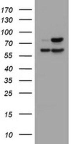 GLB1 Mouse anti-Canine, Human, Clone: OTI1C9, lyophilized, TrueMAB 100