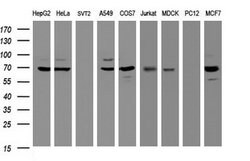 GLB1 Mouse anti-Canine, Human, Clone: OTI1C9, lyophilized, TrueMAB 100