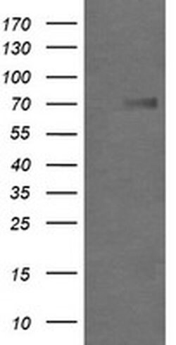 GLB1 Mouse anti-Human, Clone: OTI2F6, liquid, TrueMAB 100 &mu;L; Unconjugated:Antibodies,