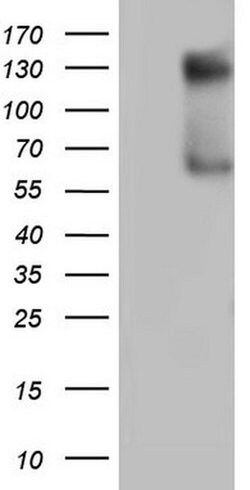 GLI1 Monoclonal Antibody (OTI4C5), TrueMAB , OriGene 100 &mu;L; Unconjugated:Antibodies,