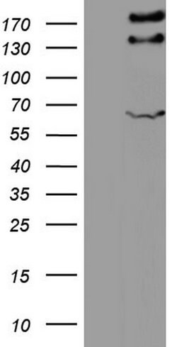 GLI2 Mouse anti-Human, Clone: OTI1G1, liquid, TrueMAB 100 &mu;L; Unconjugated:Antibodies,