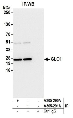 GLO1/Glyoxalase I Rabbit anti-Human, Polyclonal, Bethyl Laboratories 100