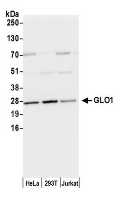 GLO1/Glyoxalase I Rabbit anti-Human, Polyclonal, Bethyl Laboratories 100