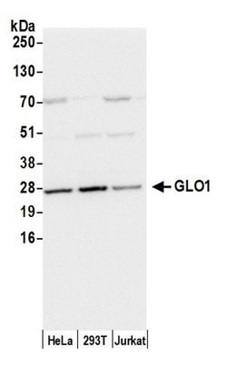 GLO1/Glyoxalase I Polyclonal Antibody, Bethyl Laboratories:Antibodies:Primary