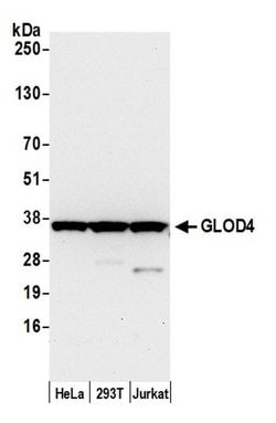 GLOD4 Polyclonal Antibody, Bethyl Laboratories:Antibodies:Primary Antibodies