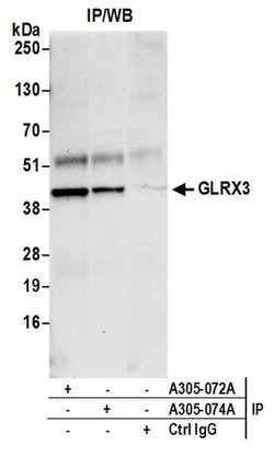 GLRX3/PICOT/TXNL2 Rabbit anti-Human, Mouse, Polyclonal, Bethyl Laboratories 100 &mu;L | Buy Online | Bethyl Laboratories, Inc | Fisher Scientific