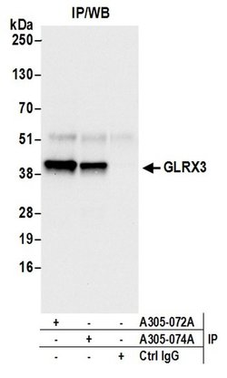 GLRX3/PICOT/TXNL2 Rabbit anti-Human, Mouse, Polyclonal, Bethyl Laboratories 100 &mu;L | Buy Online | Bethyl Laboratories, Inc | Fisher Scientific