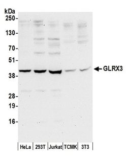 GLRX3/PICOT/TXNL2 Rabbit anti-Human, Mouse, Polyclonal, Bethyl Laboratories 100 &mu;L | Buy Online | Bethyl Laboratories, Inc | Fisher Scientific