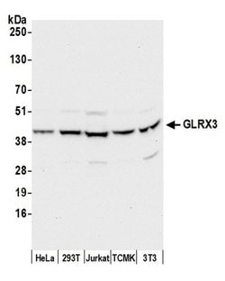 GLRX3/PICOT/TXNL2 Rabbit anti-Human, Mouse, Polyclonal, Bethyl Laboratories 100 &mu;L | Buy Online | Bethyl Laboratories, Inc | Fisher Scientific