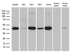 GLRX3 Monoclonal Antibody (OTI2B10), TrueMAB , OriGene:Antibodies:Primary