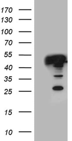 GLRX3 Monoclonal Antibody (OTI4C8), TrueMAB , OriGene 30 &mu;L; Unconjugated:Antibodies,