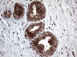 GLS2 Mouse anti-Human, Clone: OTI1C12, liquid, TrueMAB 100 &mu;L; Unconjugated:Antibodies,