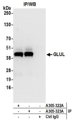 GLUL/Glutamine Synthetase Rabbit anti-Human, Mouse, Polyclonal, Bethyl