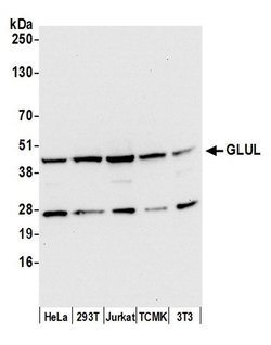 GLUL/Glutamine Synthetase Rabbit anti-Human, Mouse, Polyclonal, Bethyl