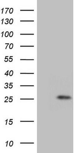 GLYAT Mouse anti-Human, Clone: OTI2E12, lyophilized, TrueMAB 100 &mu;g;