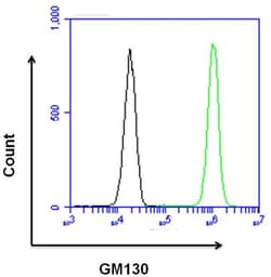 Invitrogen GM130 Polyclonal Antibody 100 &mu;g; Unconjugated:Antibodies,