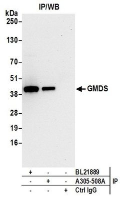 GMDS Rabbit anti-Human, Polyclonal, Bethyl Laboratories 10 &mu;L; Unconjugated:Antibodies,