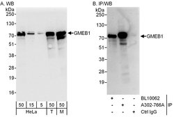 GMEB1 Rabbit anti-Human, Mouse, Polyclonal, Bethyl Laboratories 100 &mu;l;