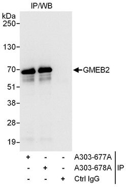 GMEB2 Rabbit anti-Human, Polyclonal, Bethyl Laboratories 100 &mu;L; Unconjugated:Antibodies,