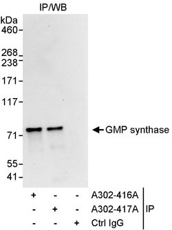 GMP synthase Rabbit anti-Human, Polyclonal, Bethyl Laboratories 100 &mu;L;
