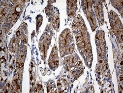 GNA14 Monoclonal Antibody (OTI3D3), TrueMAB , OriGene 100 &mu;L; Unconjugated:Antibodies,