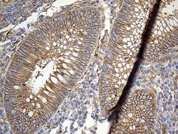 GNA14 Monoclonal Antibody (OTI3D3), TrueMAB , OriGene 100 &mu;L; Unconjugated:Antibodies,