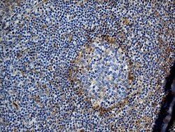 GNA14 Monoclonal Antibody (OTI3E8), TrueMAB , OriGene 100 &mu;L; Unconjugated:Antibodies,