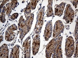 GNA14 Monoclonal Antibody (OTI3E8), TrueMAB , OriGene 100 &mu;L; Unconjugated:Antibodies,