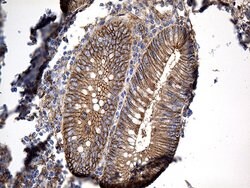 GNA14 Monoclonal Antibody (OTI3E8), TrueMAB , OriGene:Antibodies:Primary