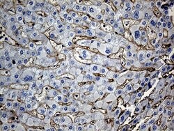 GNA14 Monoclonal Antibody (OTI3E8), TrueMAB , OriGene 100 &mu;L; Unconjugated:Antibodies,