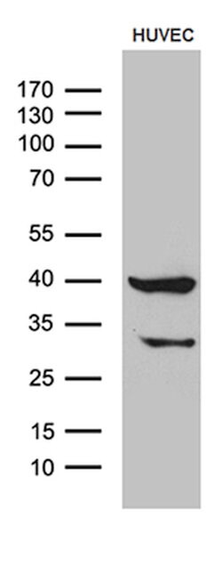 GNA14 Monoclonal Antibody (OTI3D3), TrueMAB , OriGene 100 &mu;L; Unconjugated:Antibodies,