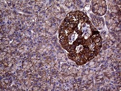 GNAS Monoclonal Antibody (OTI7H4), TrueMAB , OriGene 100 &mu;L; Unconjugated:Antibodies,