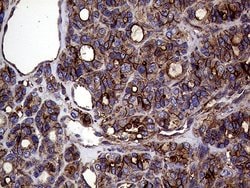 GNAS Monoclonal Antibody (OTI7H4), TrueMAB , OriGene 100 &mu;L; Unconjugated:Antibodies,